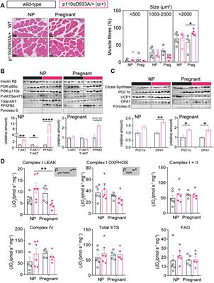 Ablation of PI3K-p110alpha Impairs Maternal Metabolic Adaptations to Pregnancy